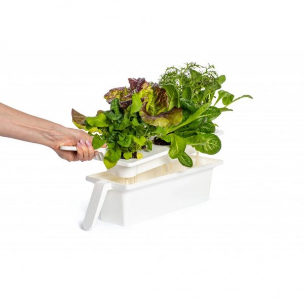 Click and Grow 25 - Svart (Salad Greens 54x pack)