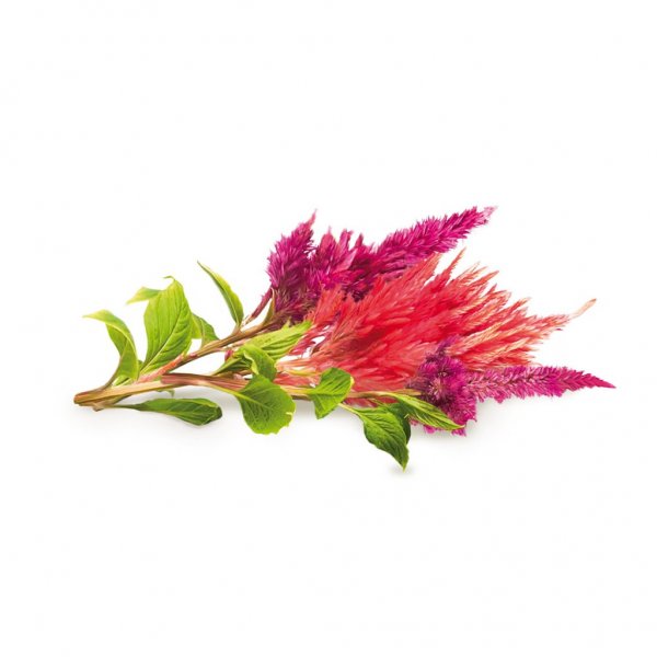 Click and Grow Smart Garden Refill 3-pack - Plymört