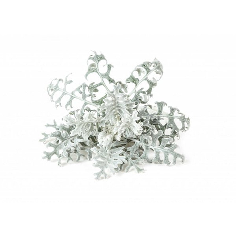 Click and Grow Smart Garden Refill 3-pack - Silverek