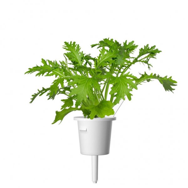 Click and Grow Smart Garden Refill 3-pack - Refill för bladsenap