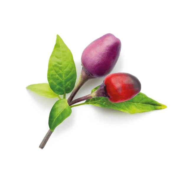 Click and Grow Smart Garden Refill 3-pack - Lila Chilipeppar