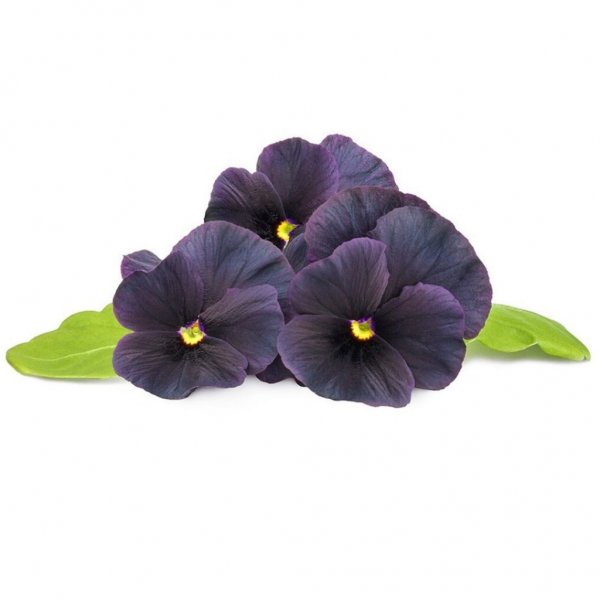 Click and Grow Smart Garden Refill 3-pack - Svart pensée