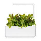 Click and Grow Smart Garden Refill 3-pack - Skogsskräppa