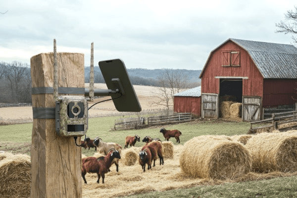 Reolink Talon Pro Camovue 4K 4G Viltkamera