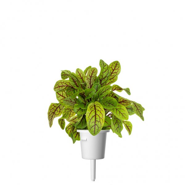 Click and Grow Smart Garden Refill 3-pack - Skogsskräppa