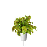 Click and Grow Smart Garden Refill 3-pack - Skogsskräppa