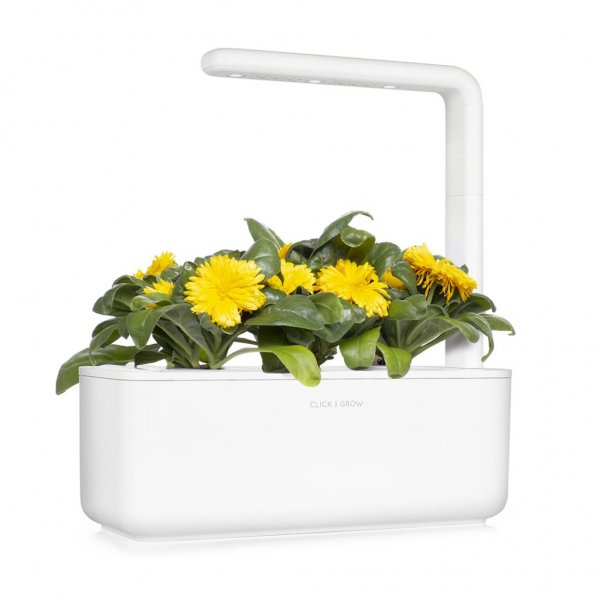 Click and Grow Smart Garden Refill 3-pack - Ringblomma