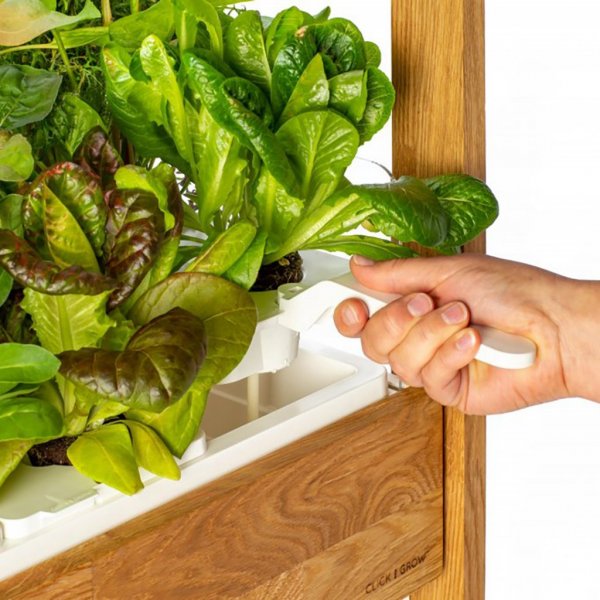 Click and Grow 25 - Svart (Salad Greens 54x pack)