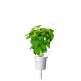 Click and Grow Smart Garden Refill 3-pack - Kanelbasilika