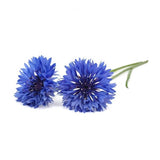 Click and Grow Smart Garden Refill 3-pack - Blåklint