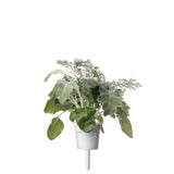 Click and Grow Smart Garden Refill 3-pack - Silverek