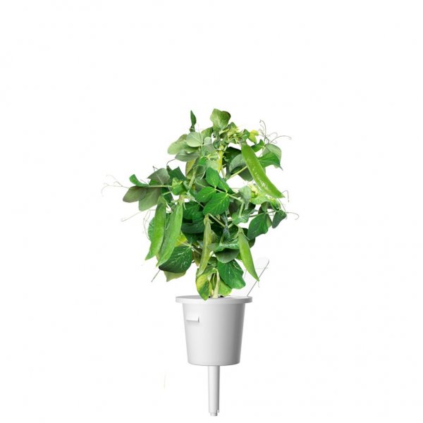 Click and Grow Smart Garden Refill 3-pack - Dwarf Pea