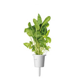 Click and Grow Smart Garden Refill 3-pack - Ängssyra