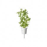 Click and Grow Smart Garden Refill 3-pack - Mejram