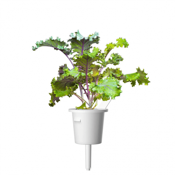 Click and Grow Smart Garden Refill 3-pack - Rödkål