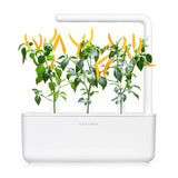 Click and Grow Smart Garden Refill 3-pack - Gul Chilipeppar