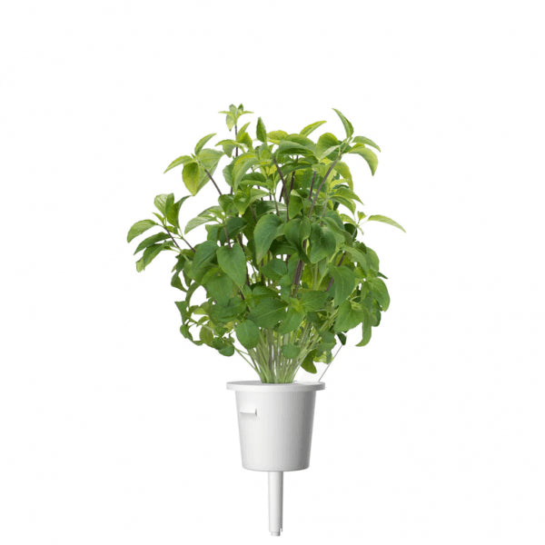 Click and Grow Smart Garden Refill 3-pack - Thai basilika