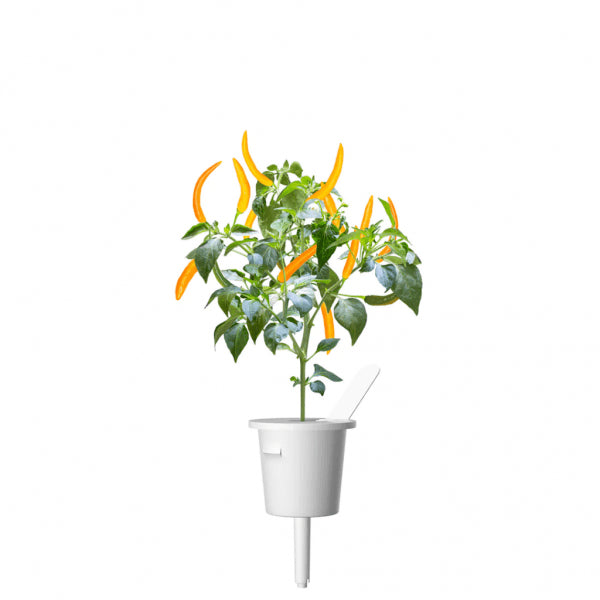 Click and Grow Smart Garden Refill 3-pack - Gul Chilipeppar