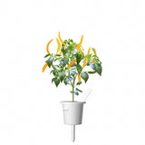 Click and Grow Smart Garden Refill 3-pack - Gul Chilipeppar