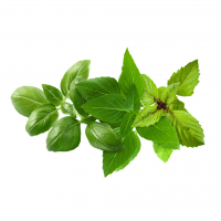 Smart Garden Refill 9-pack - Basil Variety Mix