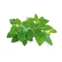 Smart Garden Refill 3-pack - Kattmynta