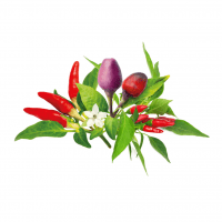 Smart Garden Refill 9-pack Chili Pepper Mix