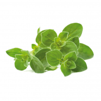 Smart Garden Refill 3-pack - Oregano