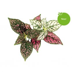 Smart Garden Refill 3-pack - Rosenstänk
