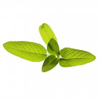 Smart Garden Refill 3-pack - Salvia