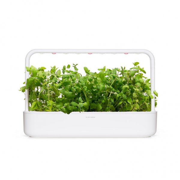 Smart Garden Refill 3-pack - Rundmynta