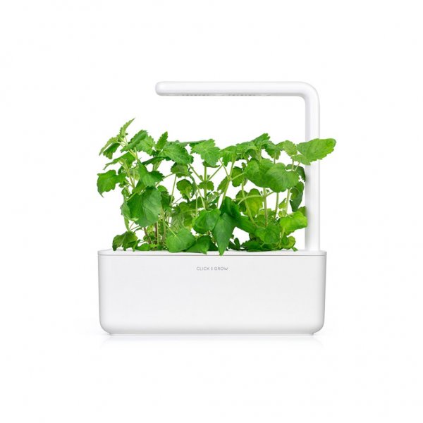 Smart Garden Refill 3-pack - Kattmynta