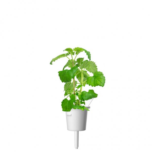 Smart Garden Refill 3-pack - Kattmynta