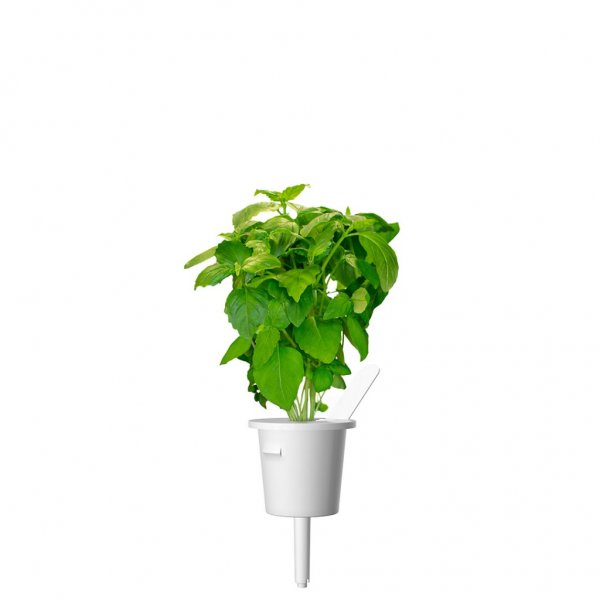 Smart Garden Refill 3-pack - Kanelbasilika