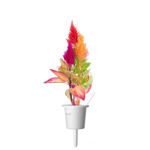 Smart Garden Refill 3-pack - Plymört
