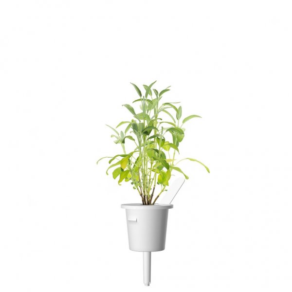 Smart Garden Refill 3-pack - Salvia