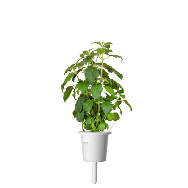 Smart Garden Refill 3-pack - Helig basilika