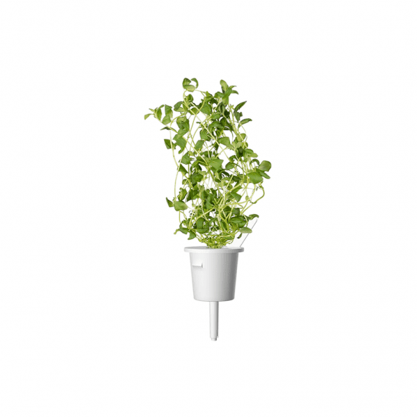 Smart Garden Refill 3-pack - Mejram