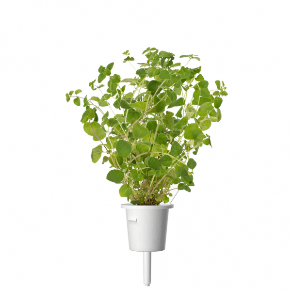 Smart Garden Refill 3-pack - Oregano