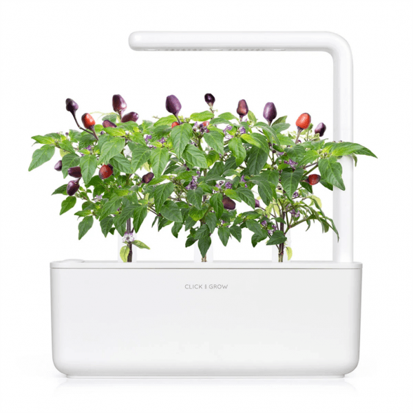 Smart Garden Refill 3-pack - Lila Chilipeppar