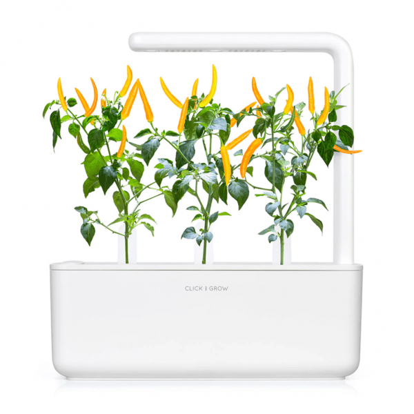 Smart Garden Refill 3-pack - Gul Chilipeppar